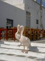 PICT0374.JPG